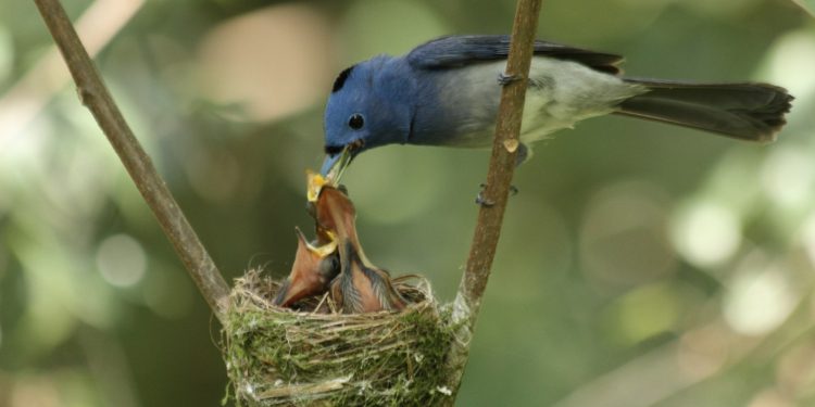 Belajar Tawakal seperti Burung