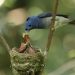 Belajar Tawakal seperti Burung