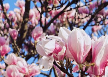 Doa di ayat terakhir al-baqarah