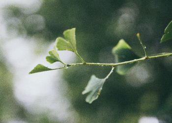 Bersedekah, menabur sebiji benih menumbuhkan tujuh tangkai