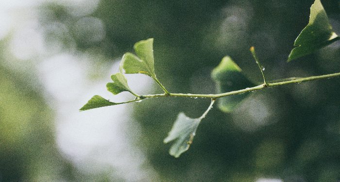 Bersedekah, menabur sebiji benih menumbuhkan tujuh tangkai