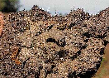 Berani Tanah Itu Baik