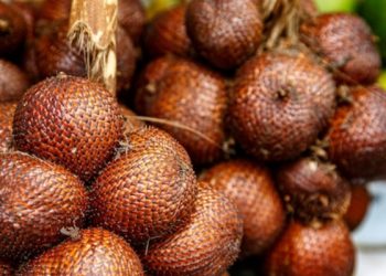 Potensi limbah kulit salak pondoh menjadi obat kanker lidah