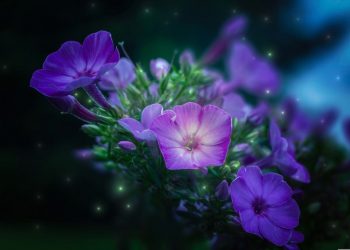 Sikap Istri Terhadap Harta Suami