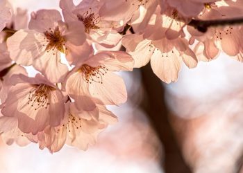 Suami Istri Itu Sebagai Pejuang Keluarga Sakinah