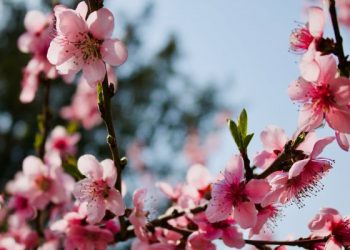Kedudukan Ulama di tengah Umat