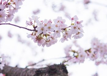 Pemahaman ayat terakhir Al-Kafirun