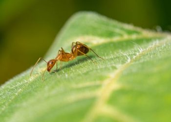 Belajar Pantang Menyerah dari Semut