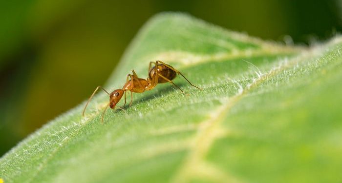 Belajar Pantang Menyerah dari Semut