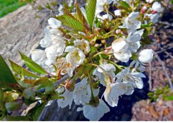 Definisi Sombong dalam Syariat Islam