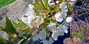 Definisi Sombong dalam Syariat Islam