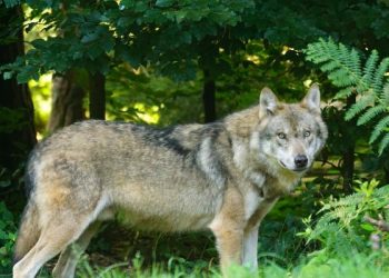 Kebijaksanaan Nabi Sulaiman ketika Memutuskan Perkara Dua Orang Ibu yang Berselisih karena Anaknya Dibawa Serigala