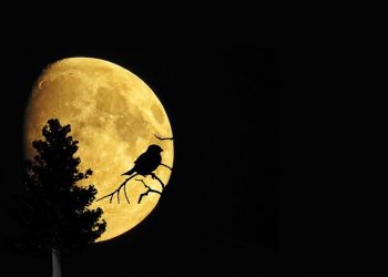 Pengaruh Mistik Syekh Siti Jenar pada Zaman Kerajaan di Nusantara (1)