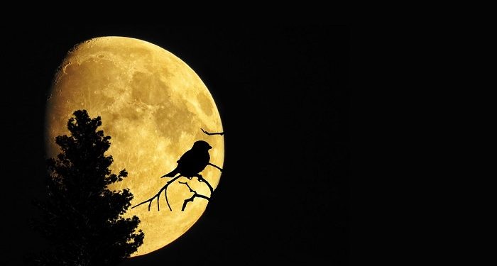 Pengaruh Mistik Syekh Siti Jenar pada Zaman Kerajaan di Nusantara (1)