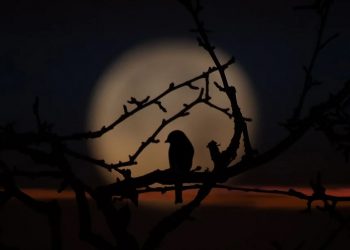 Pengaruh Mistik Syekh Siti Jenar pada Zaman Kerajaan di Nusantara (2)