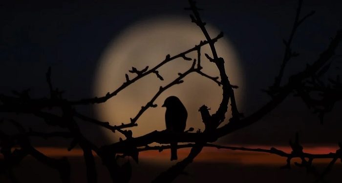 Pengaruh Mistik Syekh Siti Jenar pada Zaman Kerajaan di Nusantara (2)