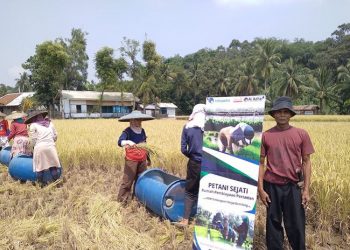 Panen Padi Petani binaan LAZ Al Azhar di Desa Sindangsari Memuaskan