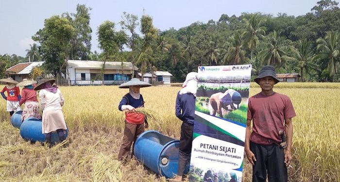 Panen Padi Petani binaan LAZ Al Azhar di Desa Sindangsari Memuaskan