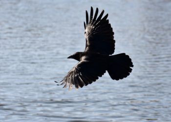 Pelajaran dari Burung dalam Al-Qur'an