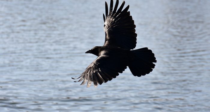 Pelajaran dari Burung dalam Al-Qur'an