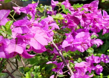 Doa yang dipanjatkan orang-orang berakal