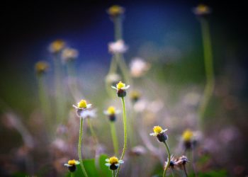 Kabar gembira untuk maryam