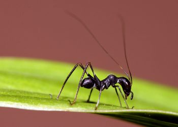 Amal Semut Bisa Senilai Gajah
