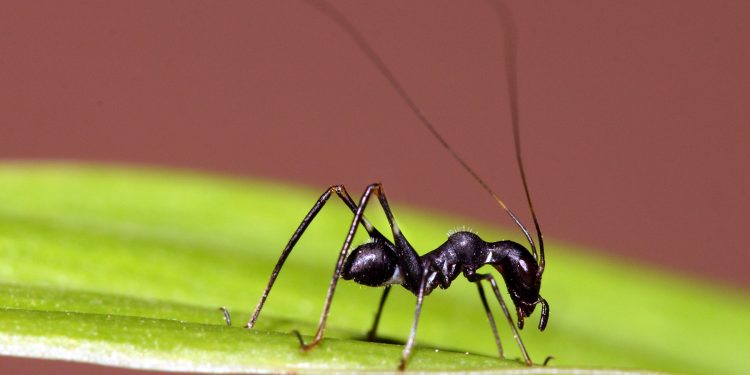 Amal Semut Bisa Senilai Gajah