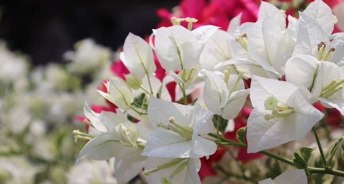 Surga untuk Hati yang Lembut Penuh Kasih Sayang