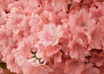 Bertanggung Jawab Itu Menentukan Keharmonisan Suami Istri