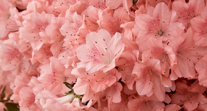 Bertanggung Jawab Itu Menentukan Keharmonisan Suami Istri