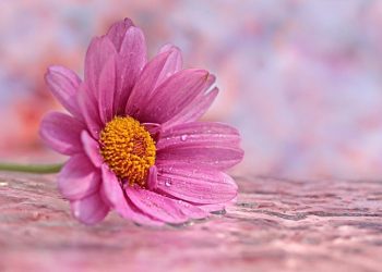 Cantik yang Tetap Cantik