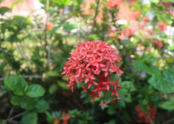 Kualitas Diri Suami Istri dalam Berkeluarga