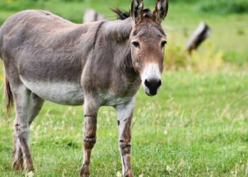 Lebih Bodoh dari Keledai