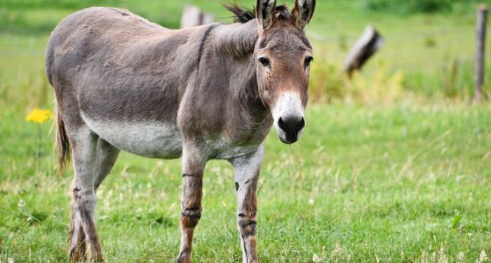 Lebih Bodoh dari Keledai