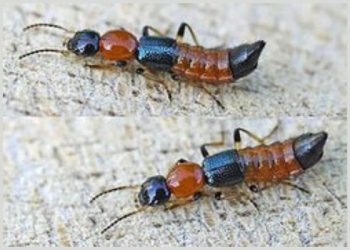 Cara ampuh mengusir tomcat