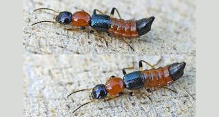 Cara ampuh mengusir tomcat