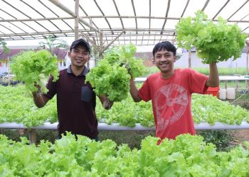 Sukses Budidaya Selada Bokor Hidroponik