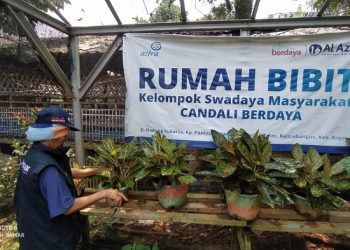 KSM Candali Manfaatkan Pupuk Organik Untuk Budidaya Aglaonema