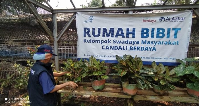 KSM Candali Manfaatkan Pupuk Organik Untuk Budidaya Aglaonema