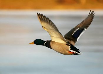 Seperti Tawakal Burung