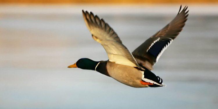 Seperti Tawakal Burung