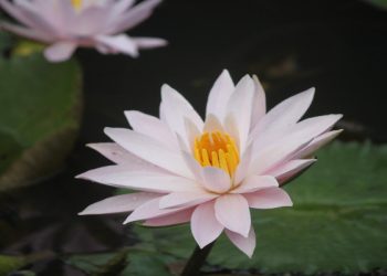 Fikih tentang ucapan Insya Allah