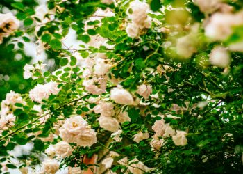 Janji Allah untuk orang-orang yang beriman