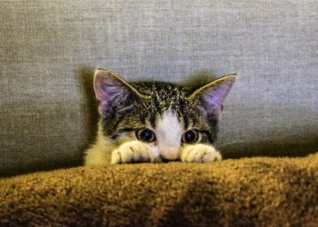 Mengapa kucing itu lucu? Ternyata Ada Penjelasan Ilmiahnya