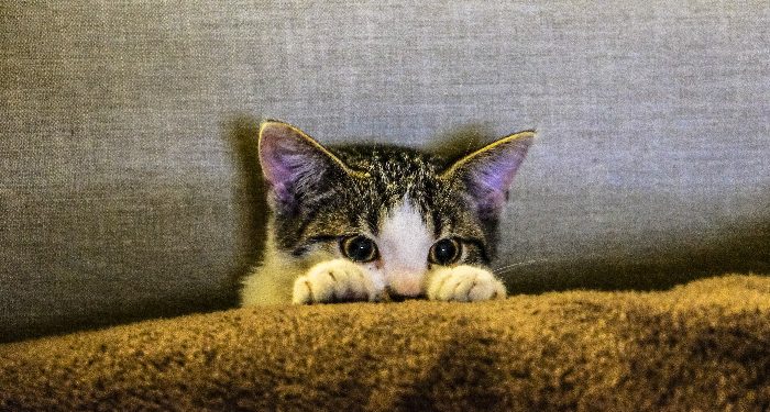Mengapa kucing itu lucu? Ternyata Ada Penjelasan Ilmiahnya