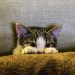 Mengapa kucing itu lucu? Ternyata Ada Penjelasan Ilmiahnya