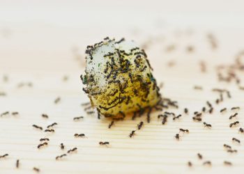 Semut dan Sikap Menghargai Nikmat Allah