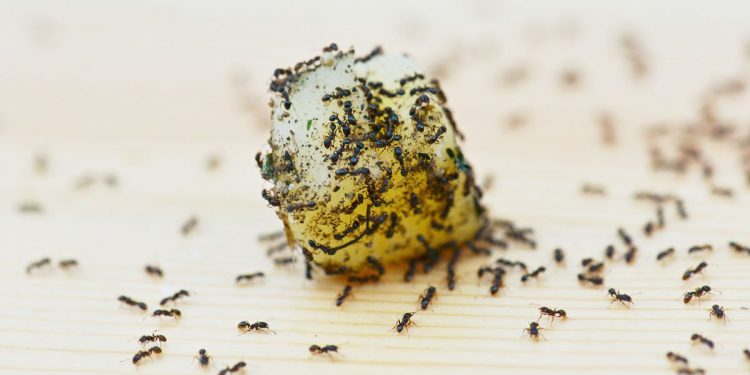 Semut dan Sikap Menghargai Nikmat Allah