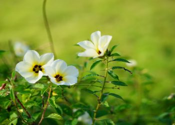 6 Hak Muslim atas Muslim lainnya